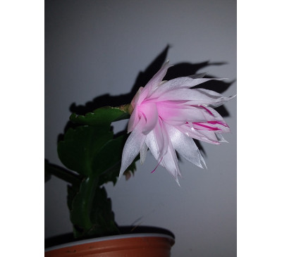 Шлюмбергера  сорту Бранка Добрада ( schlumbergera Branka Dobrada)
